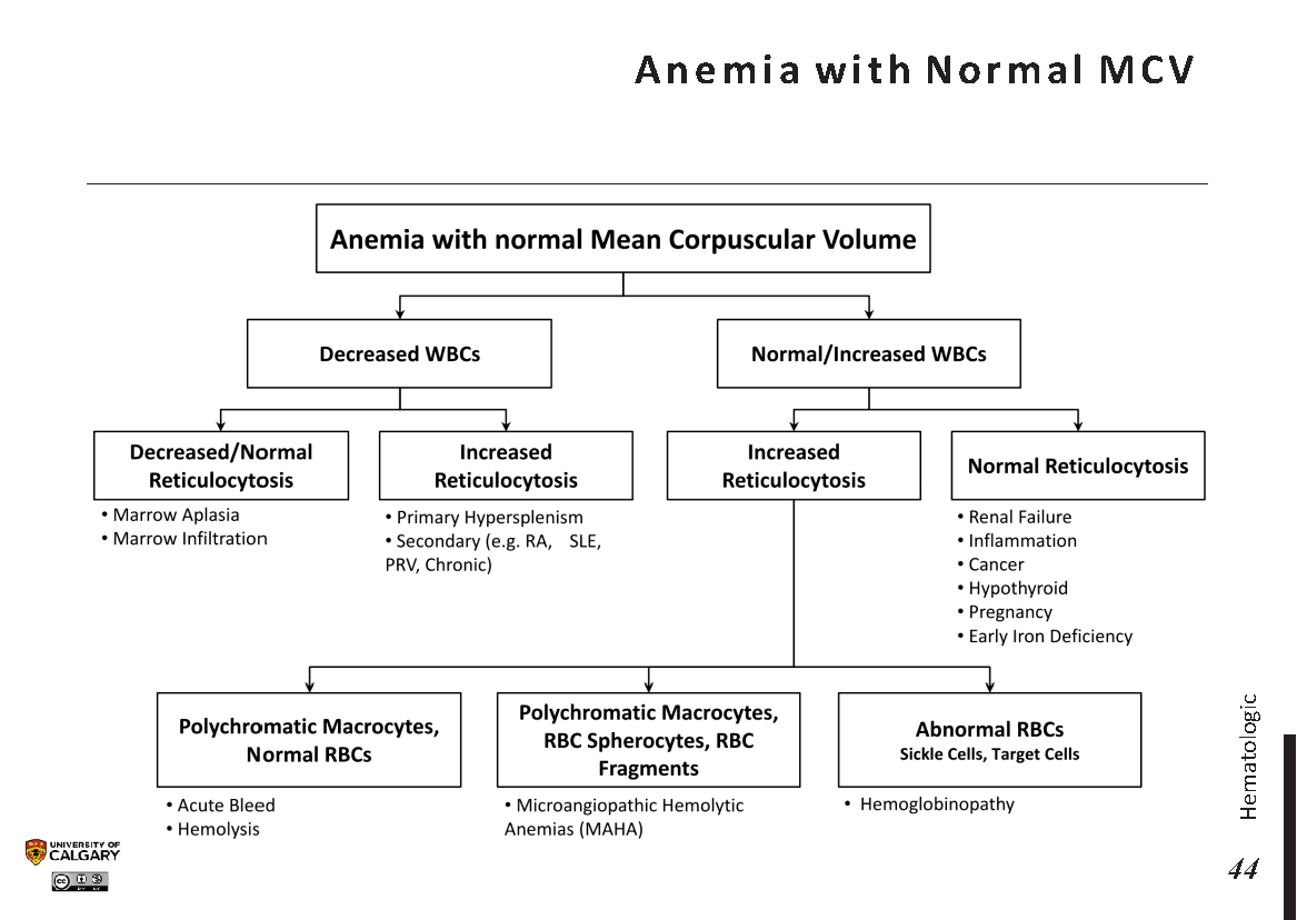 anemia assignment pdf