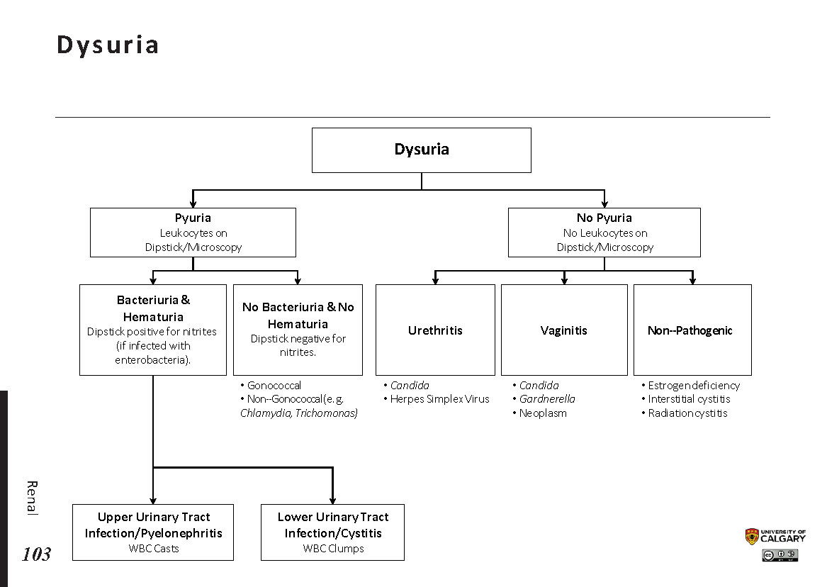 DYSURIA Scheme