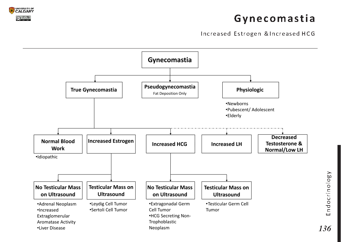GYNECOMASTIA: Increased Estrogen & Increased HCG Scheme
