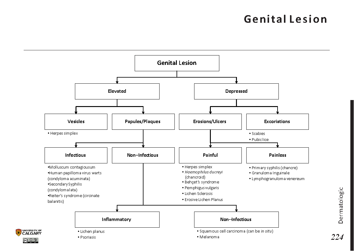 GENITAL LESION Scheme