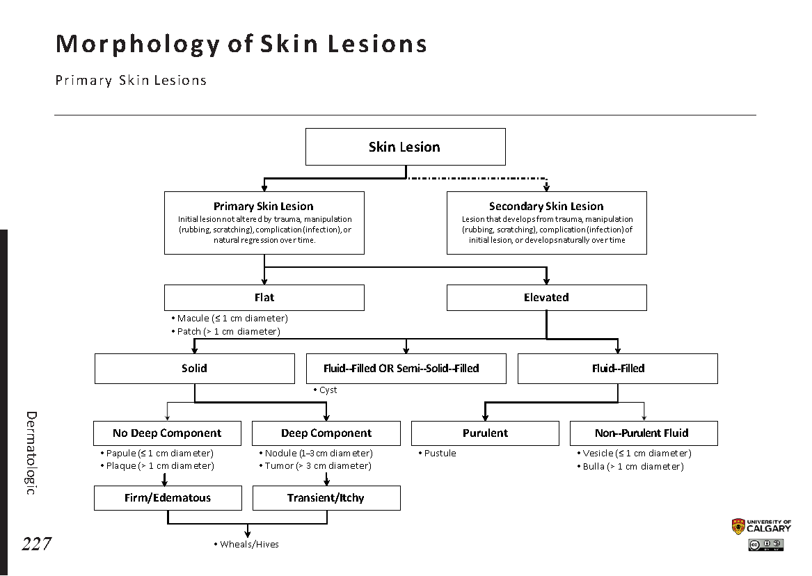 MORPHOLOGY OF SKIN LESIONS: Primary Skin Lesions Scheme
