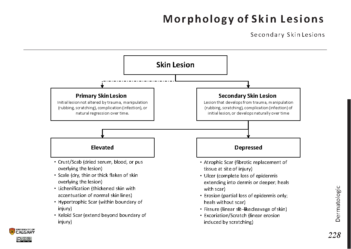 MORPHOLOGY OF SKIN LESIONS: Secondary Skin Lesions Scheme